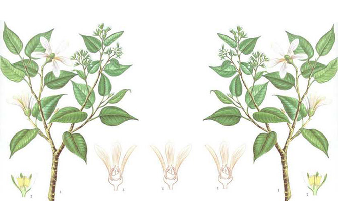 成為全球龍腦產(chǎn)業(yè)的引領者，遠景智庫為新晃龍腦制定發(fā)展戰(zhàn)略規(guī)劃