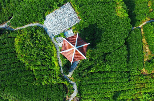 吉首市馬頸坳鎮(zhèn)隘口村是“湘西黃金茶第一村”，被譽為“全國茶旅融合十條精品線路”上的明珠。.gif